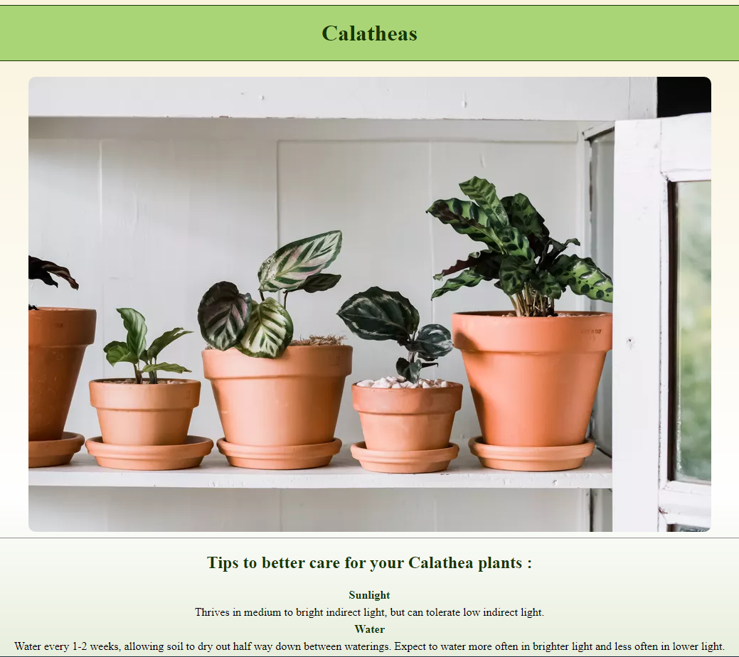 calathea project picture